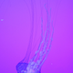 Illustration for article titled Ripleys Aquarium